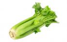 Celer řapíkatý s krátkou natí